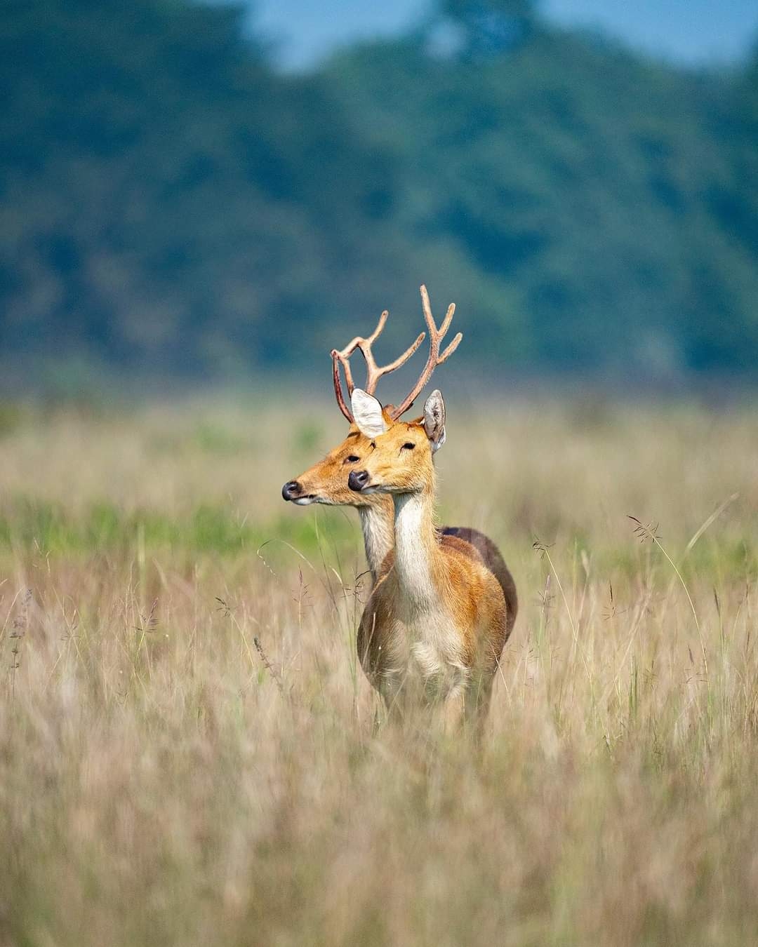 barasingha