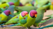 Plum Headed Parakeet