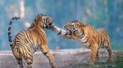 Kanha National Park Tour Package