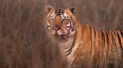 Tiger Reserve Safari Booking