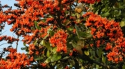 Red Palash Flower