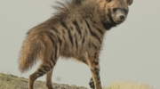 Striped Hyena