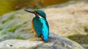 Kingfishers