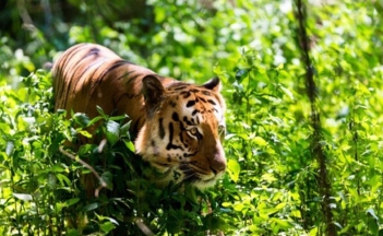 Indian Bengal Tiger