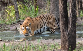 Bandhavgarh National Park Jungle Safari