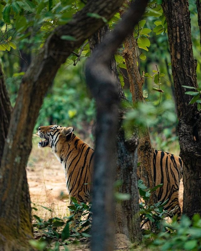 Best Time to Visit Kanha Tiger Reserve