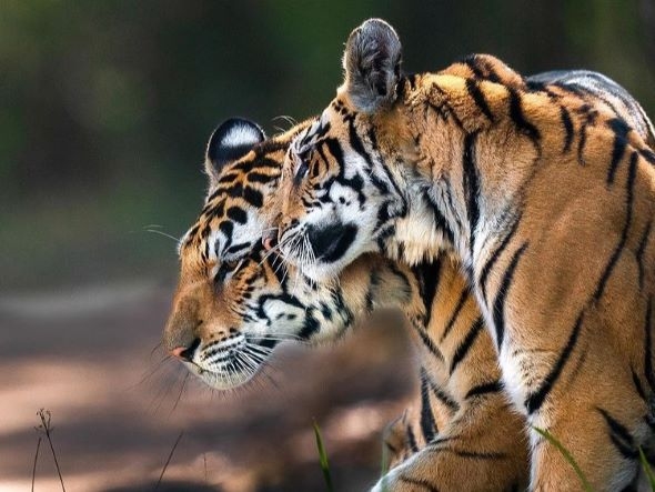 Kanha Tiger Reserve Madhya Pradesh