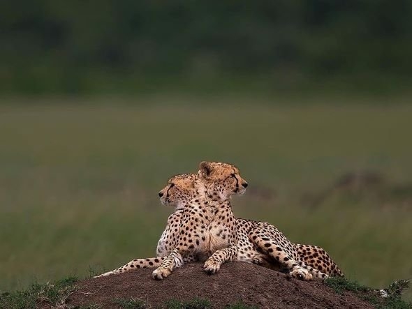 Acinonyx Jubatus Raineyii