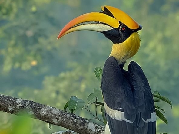 Great Hornbill