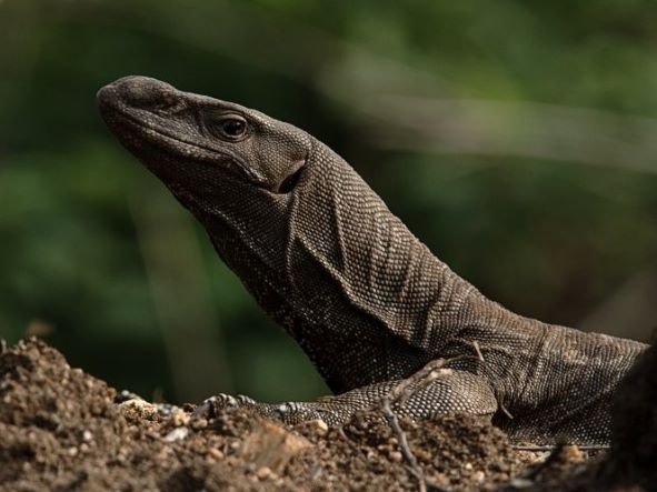 Komodo Dragon