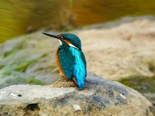 River kingfishers