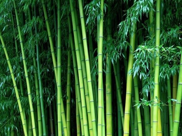 Bamboo Tree Seeds