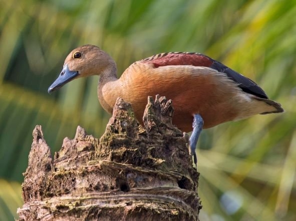 Lesser Whistling-Duck