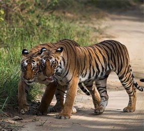 Jeep Safari in Bandhavgarh National Park