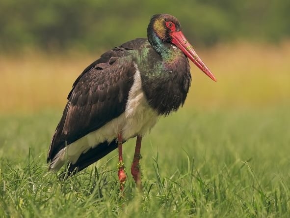 Black stork