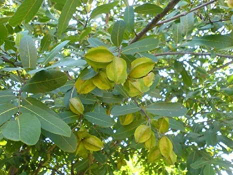 Arjuna Tree Fruit