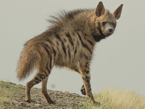 Striped Hyena