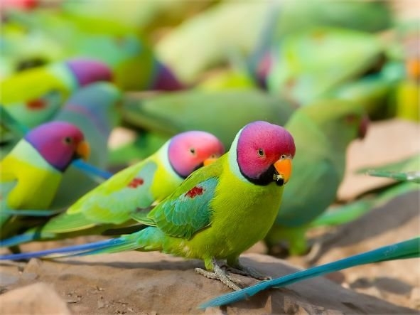 Plum Headed Parakeet