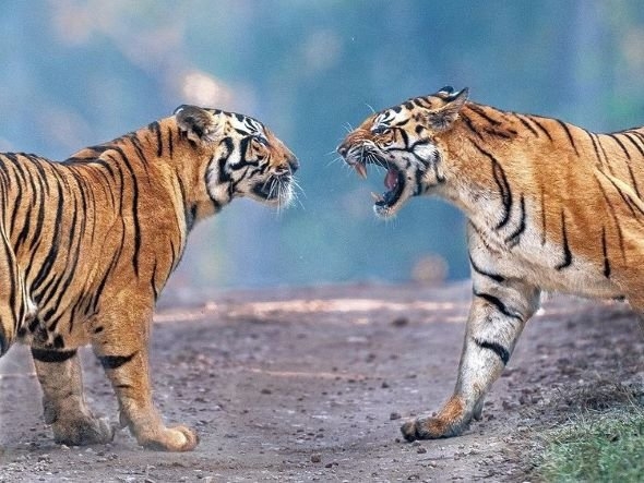 Bandhavgarh Tiger Reserve Booking