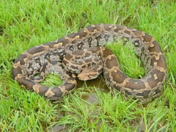 Indian Rock Python