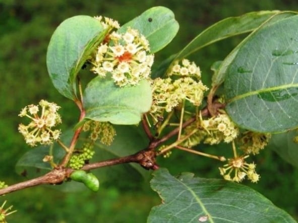 Terminalia Anogeissiana