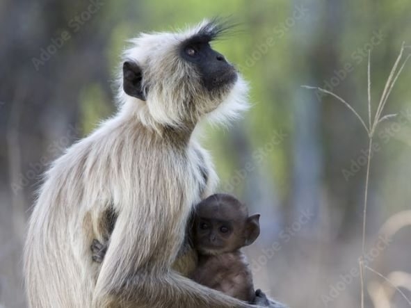 Indian Langur Monkeys