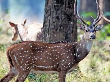 Sri Lankan Axis Deer