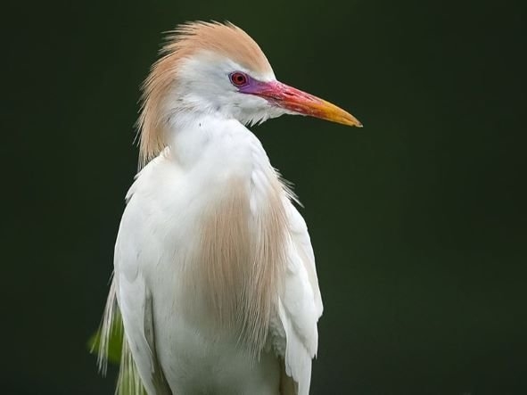 Cattle Egret