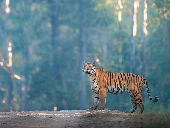 Bengal Tiger Walking Through Forest