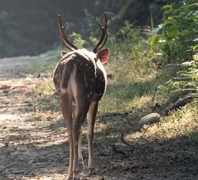 Chital Spotted Deer